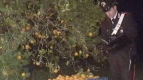 Foto trappole per scovare i ladri di arance: denunciati due uomini di San Sperate