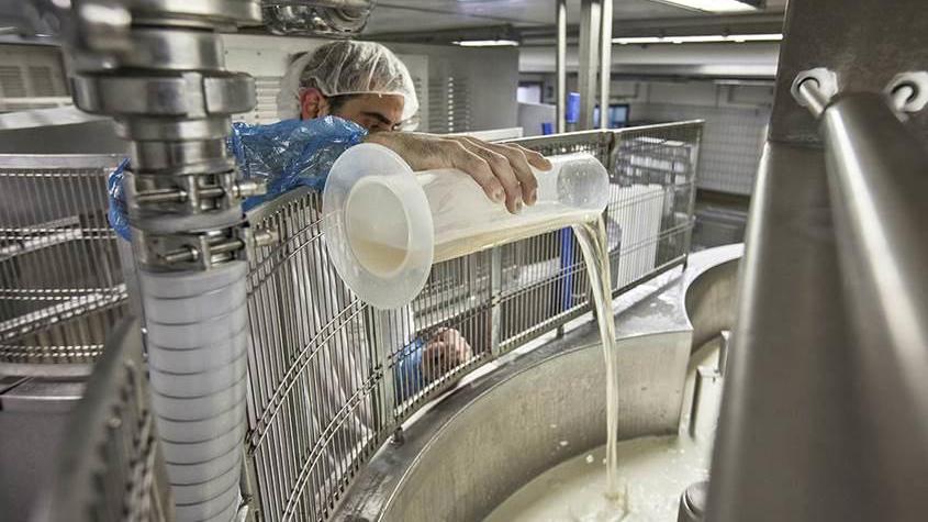 «Pecorino toscano ma senza latte Dop»: imprenditore sotto processo