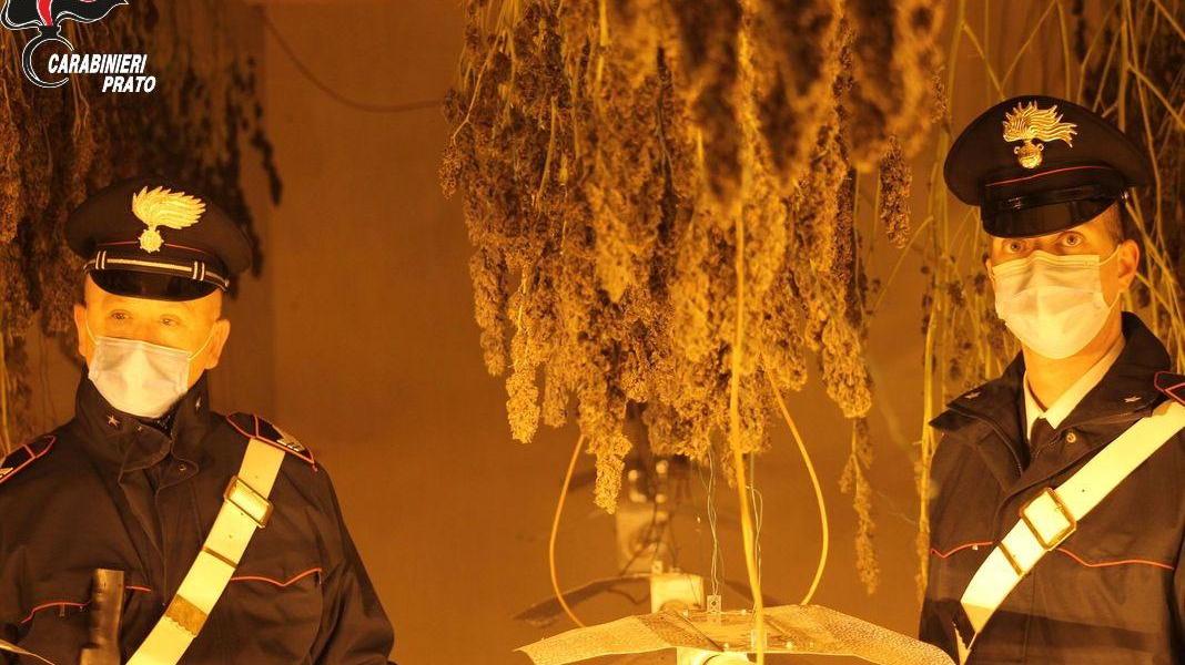 Il sequestro della marijuana