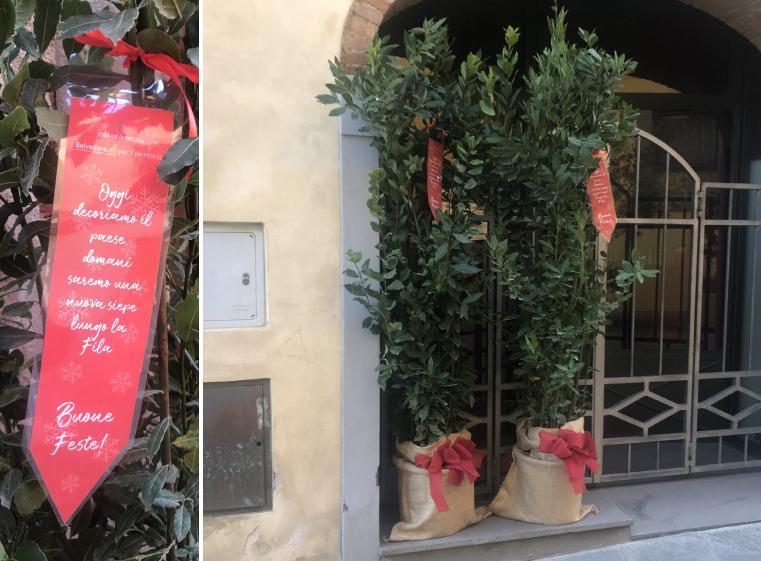 Nei negozi le piante di alloro natalizie