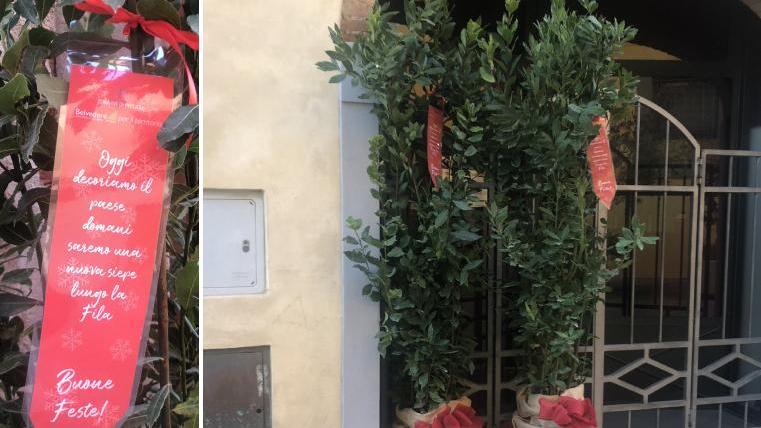 Nei negozi le piante di alloro natalizie