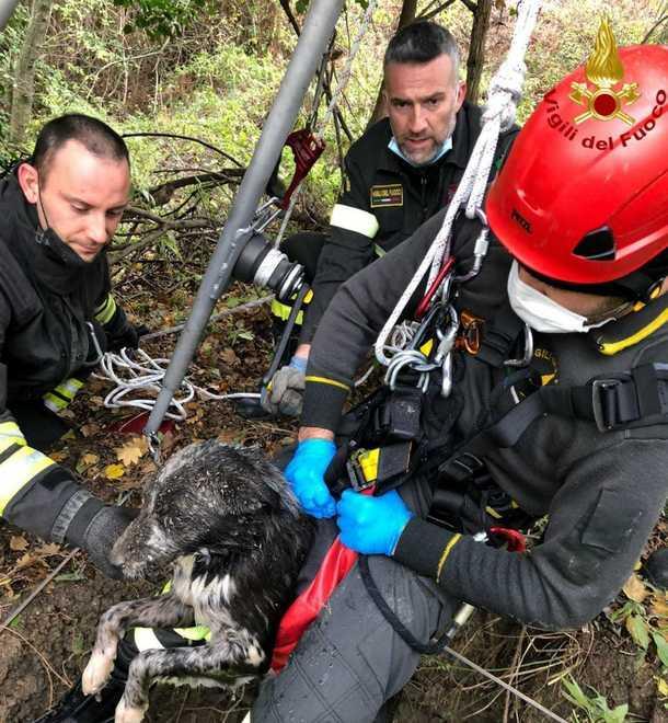 Cane nel pozzo salvato dai pompieri 