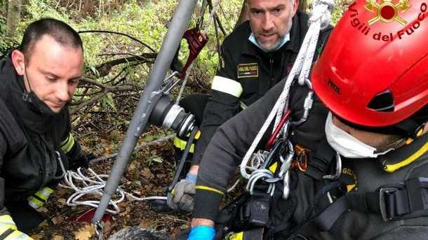 Cane nel pozzo salvato dai pompieri