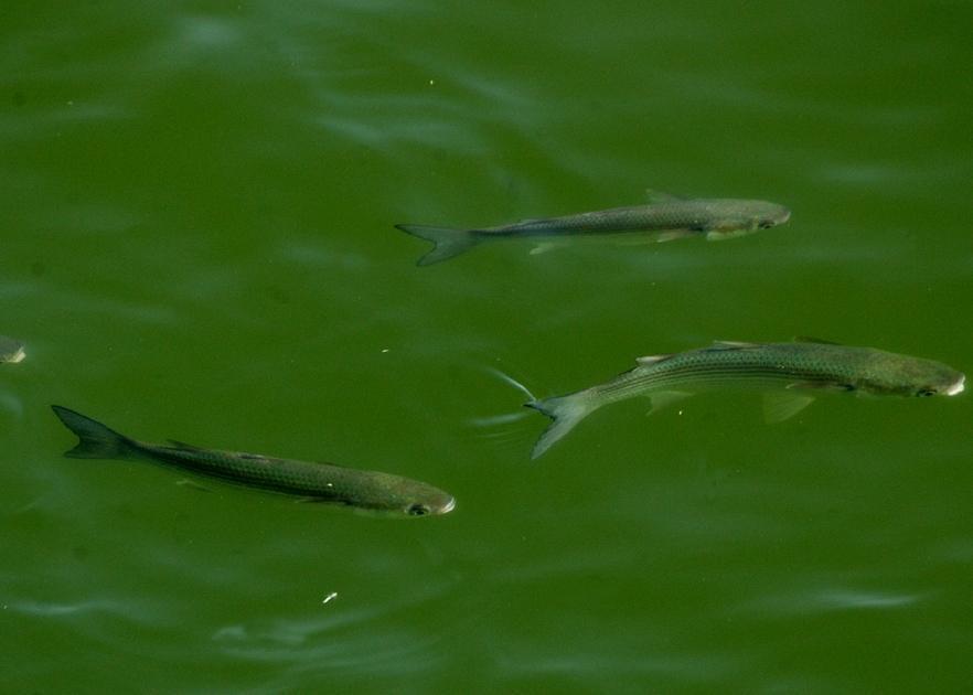 Dalla genetica una spinta alla bottarga 