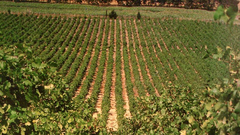 Vigne irrigate con reflui depurati 