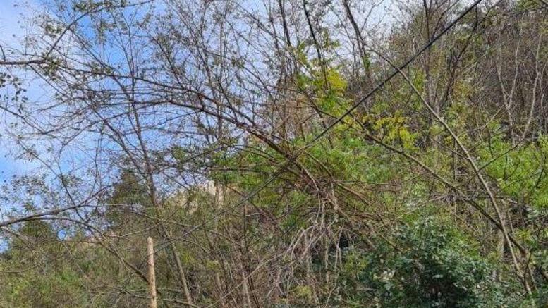 Sos per le piante cadute sui cavi