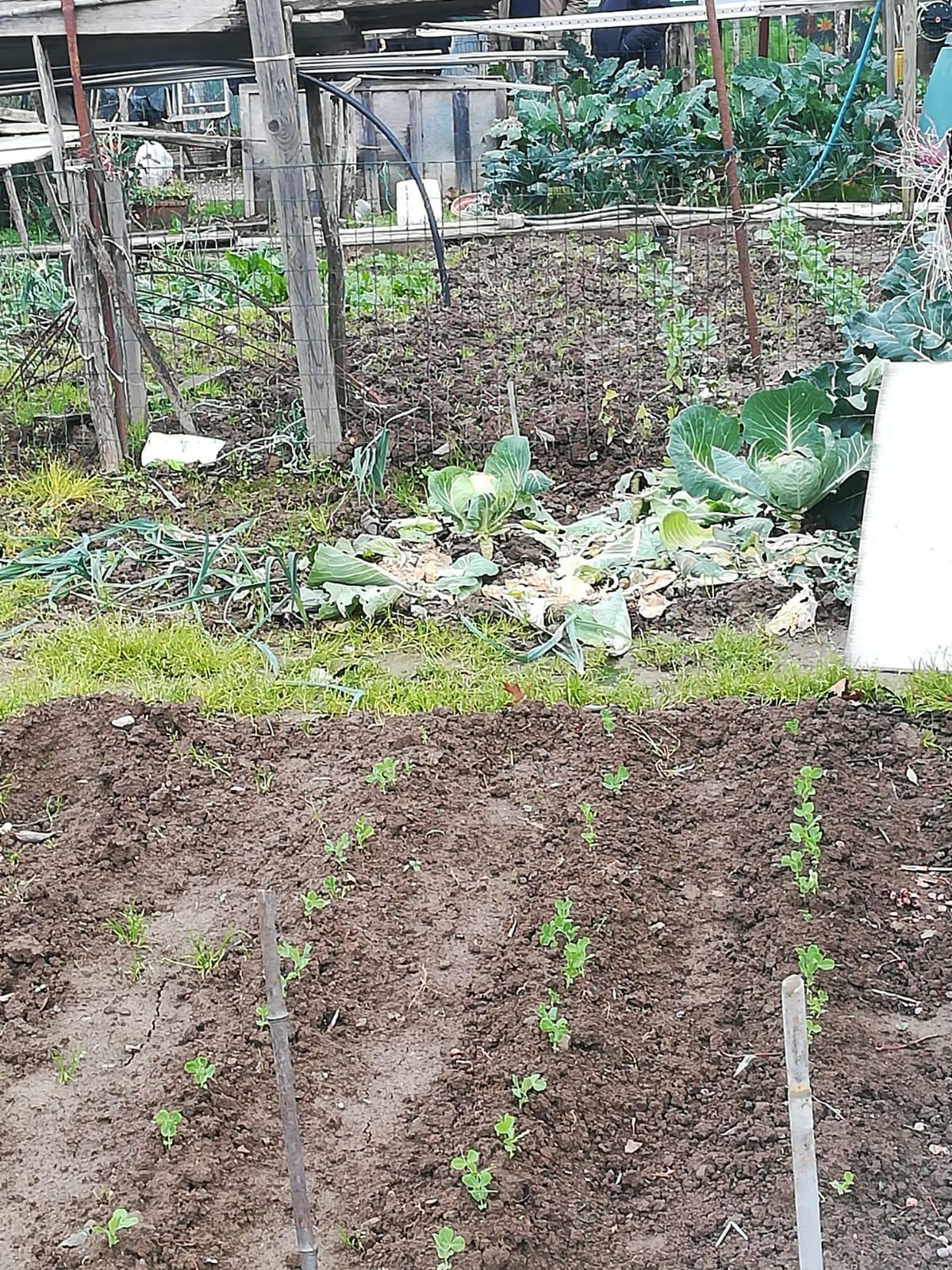 I resti della pulitura delle verdure lasciati dai ladri