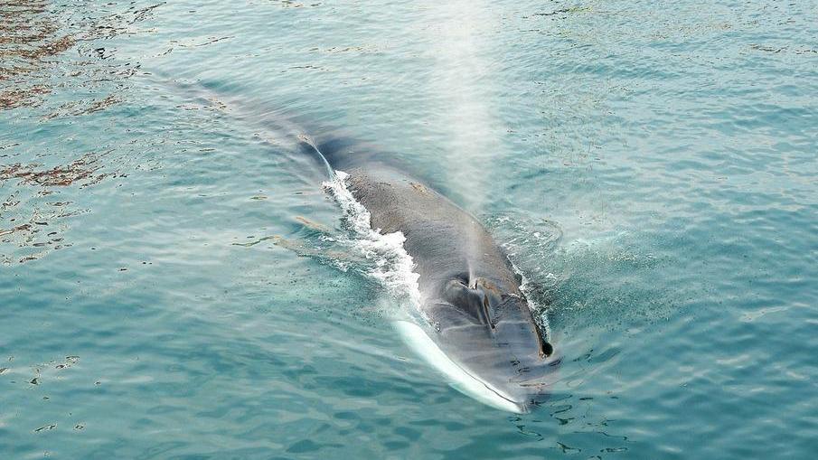 Museo dei cetacei alle Galeazze, a gennaio il via alla progettazione