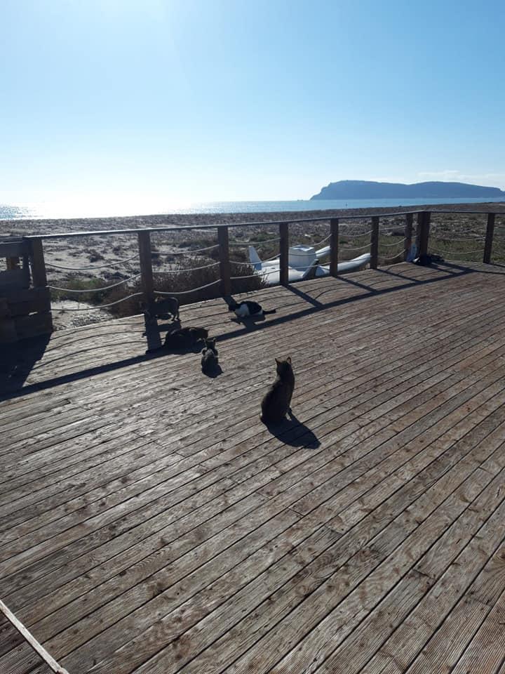 Una foto dalla pagina Facebook Colonia Felina "I gattini del Poetto"