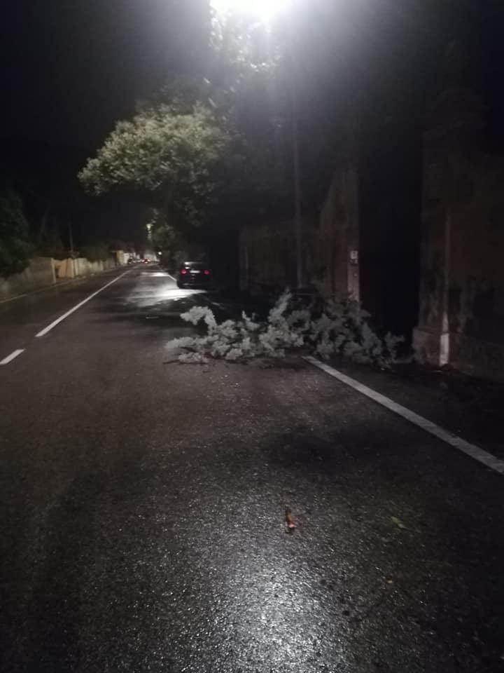 Rami di un albero caduti