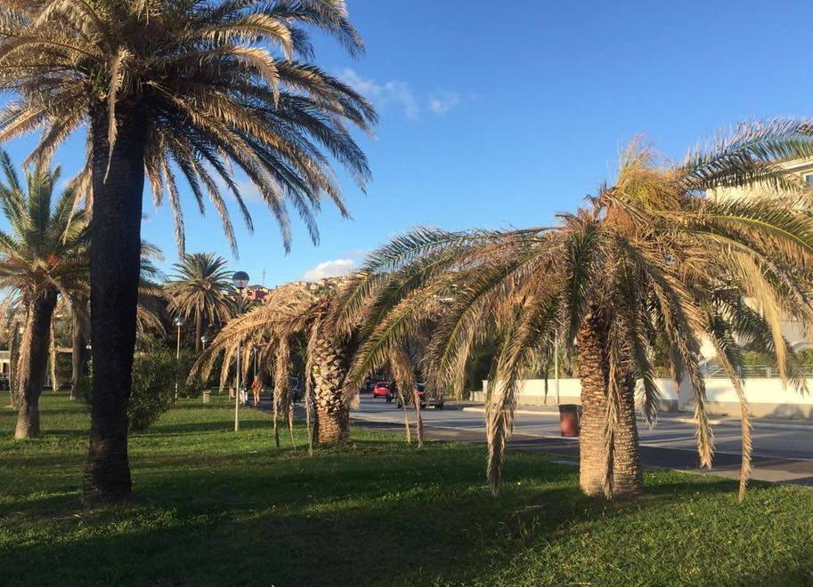 Taglio e sostituzione per le palme pericolanti 