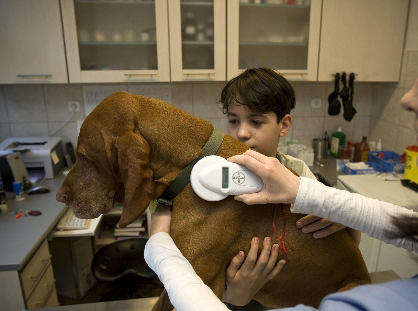  Contro il randagismo 50 microchip 