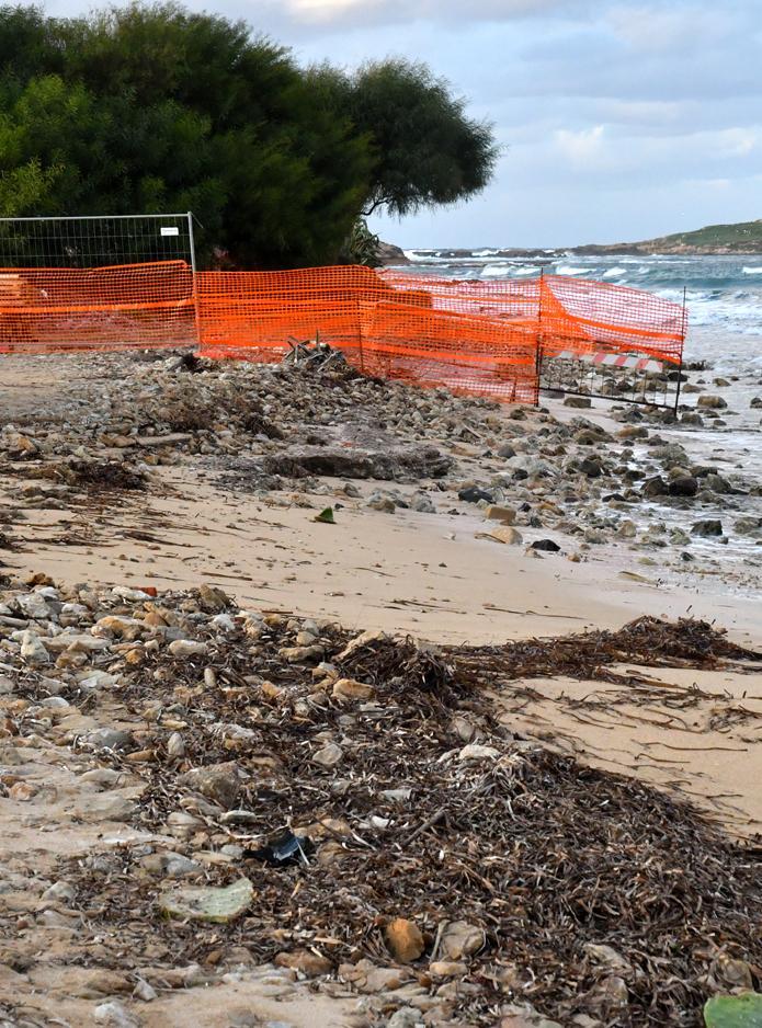 Le ruspe minacciano i nidi dei gruccioni: «Fermate i lavori» 