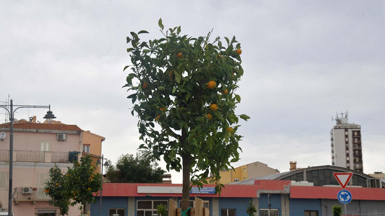 Lungomare di Olbia, nuovi alberi: sì e no alle arance amare 