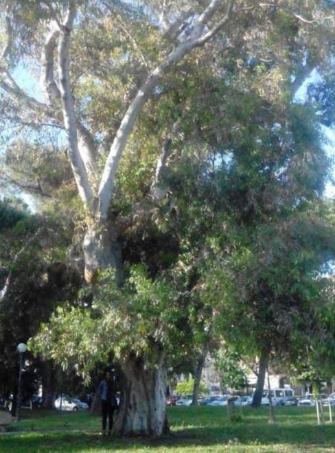 Lettera al sindaco in difesa degli alberi monumentali 
