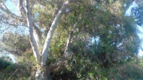 Lettera al sindaco in difesa degli alberi monumentali