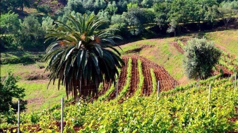 L’Aleatico “Silosò” di Arrighi tra le eccellenze italiane