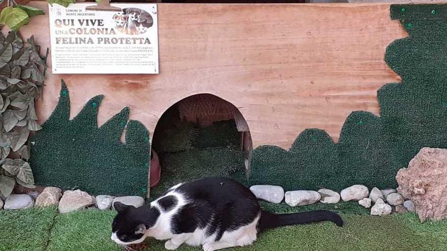 Polo, Lillo, Cesira: dall’abbandono a una vita di coccole con Amici di Bobi