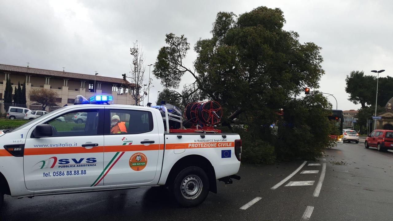 Una squadra della protezione civile della Svs su un albero caduto in viale della Libertà