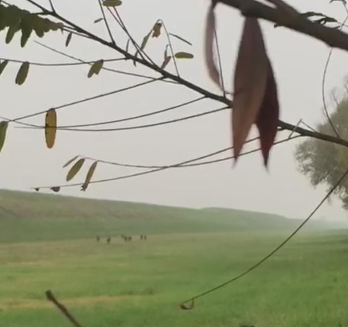 Video falsi sui lupi e troppi pregiudizi sul web «Lasciamoli vivere»