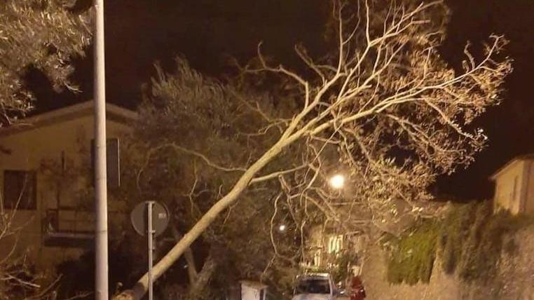 Vento forte abbatte un albero in via Fermi