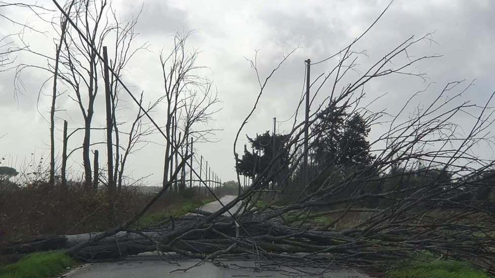 Albero abbattuto dal vento alle Case