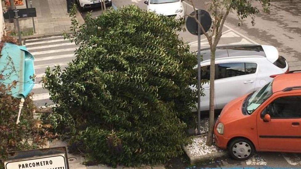 Piena del fiume Cecina pericolo scampato alberi giù per il vento
