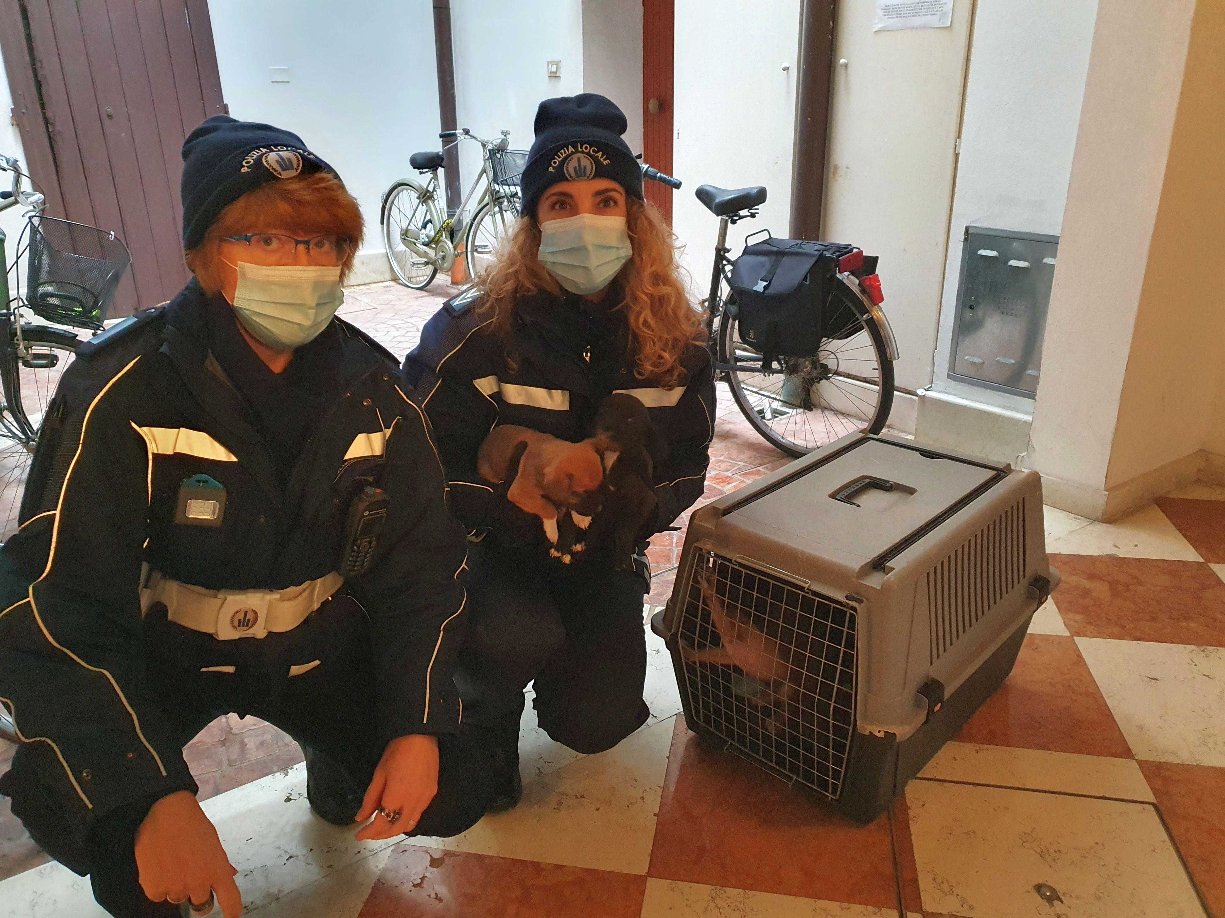 Ferrara, cani abbandonati in appartamento: salvati dalla polizia locale