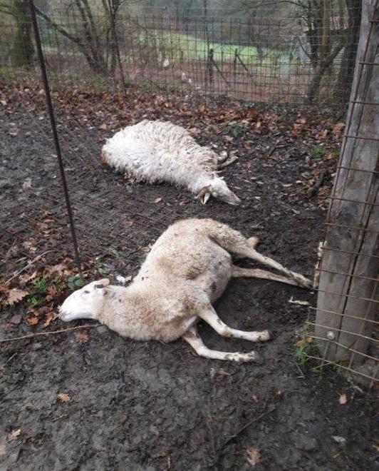 Nuovo gregge vittima dei lupi: uccise 13 pecore e un agnello 