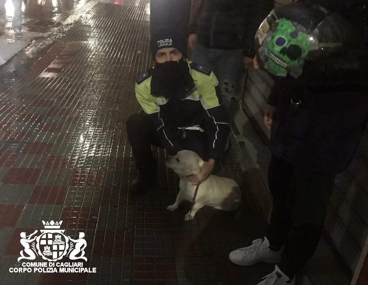 Cagliari, cagnetta sperduta in mezzo alla strada salvata dalla polizia locale 