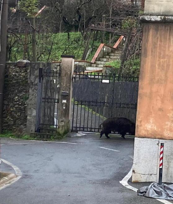 Cinghiale ferito si aggira per il paese