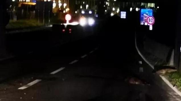 «Caccia ai cinghiali: i proprietari dei fondi autorizzati a sparare»