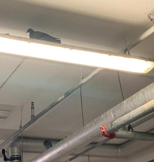Il guano si accumula nel parcheggio dei disabili 