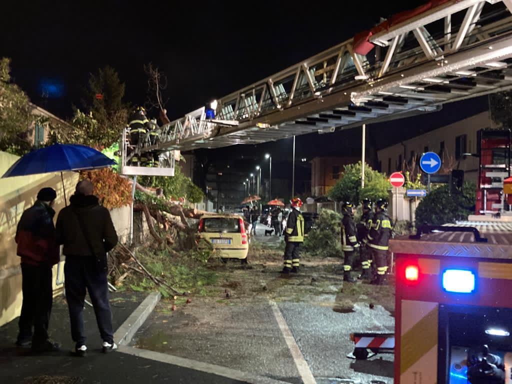 Il pino crollato in un giardino privato di via Toscana (foto Marzi)
