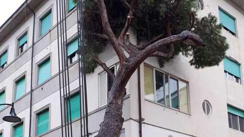 Albero giù, riapre via dei Pini