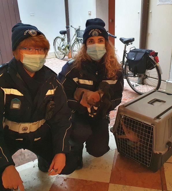 Cuccioli abbandonati in casa salvati dalla Polizia Locale 
