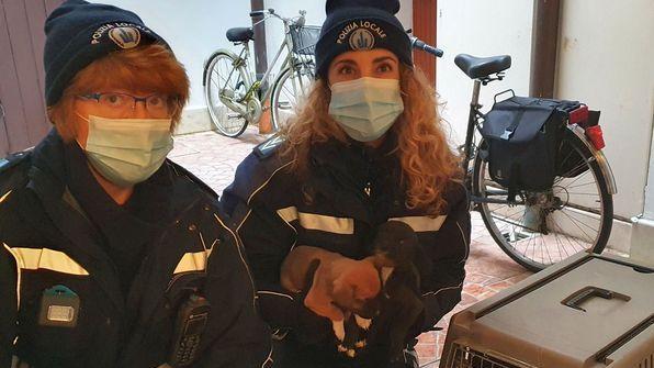 Cuccioli abbandonati in casa salvati dalla Polizia Locale