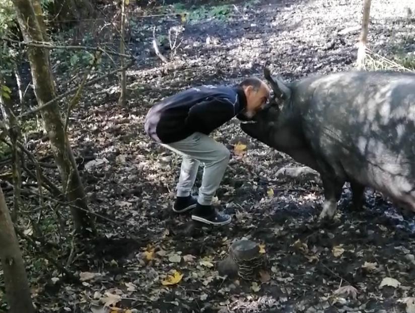 Giustiziata con un colpo d’arma da fuoco: «La mia Cioccia vittima di un gesto crudele» 