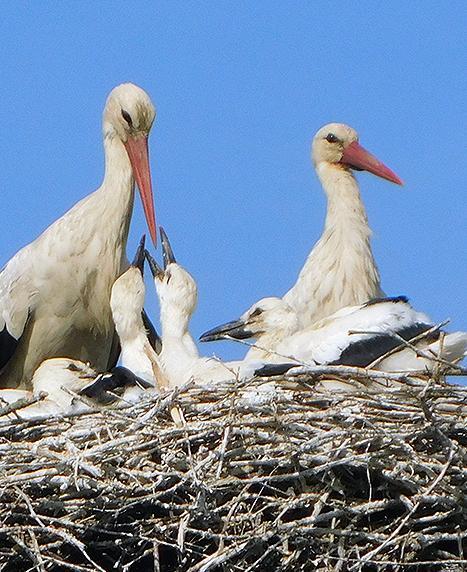 Convegno on line sulla fauna toscana