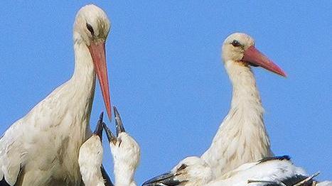 Convegno on line sulla fauna toscana