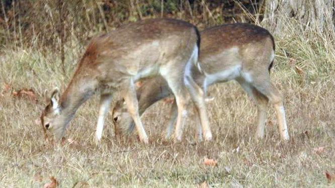 Animali selvatici e incidenti stradali Il fronte è aperto