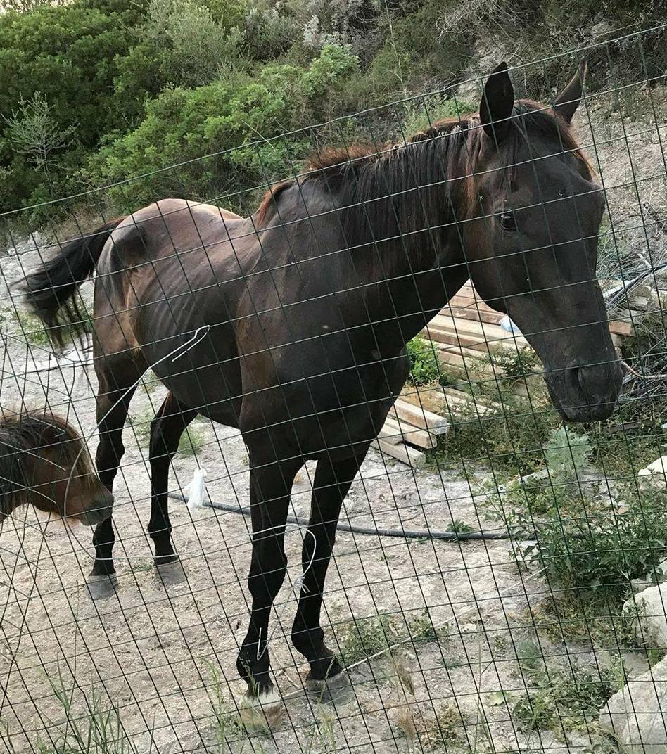 Sorso, in due a giudizio per la morte di Re Furio 