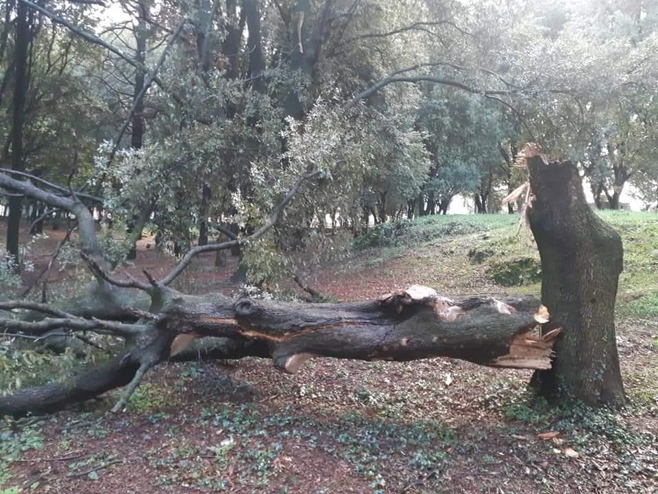 Parco di Poggio, si spezza leccio centenario 
