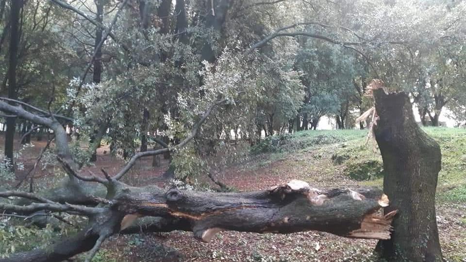 Parco di Poggio, si spezza leccio centenario