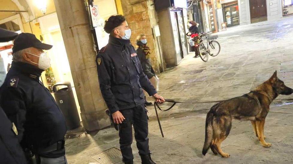 Il pastore tedesco Payk impegnato durante un controllo per prevenire lo spaccio di droga (foto Fabio Muzzi)