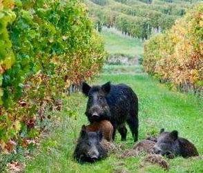 I contadini potranno difendersi dai cinghiali 