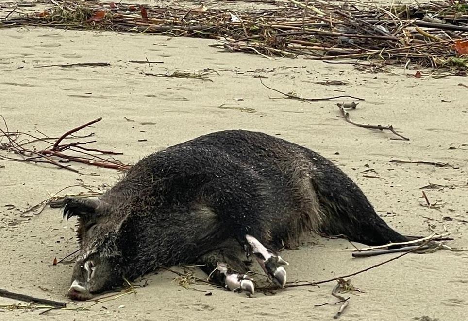 Carcasse di animali trascinate sulla spiaggia dalla mareggiata
