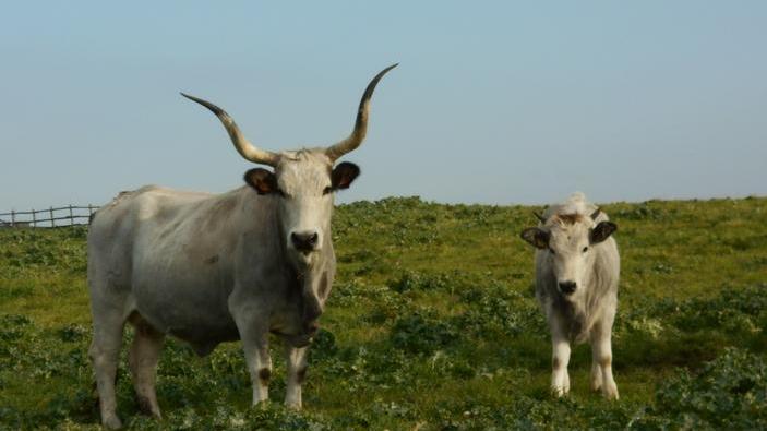 Dal produttore al consumatore Così aumenta anche la qualità