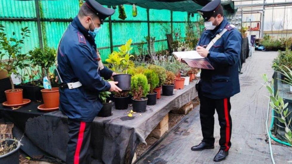 Ruba le piante nel vivaio Incastrato dalla camminata