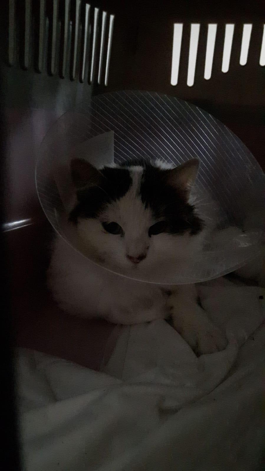 La gatta adottata